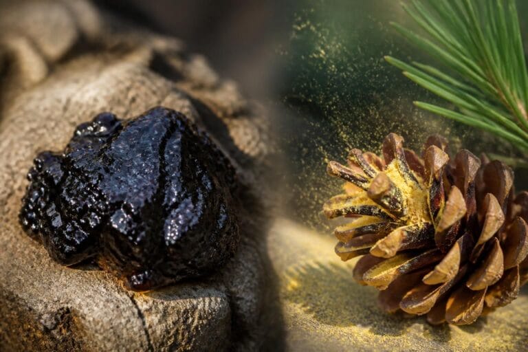 Shilajit ou pollen de pin ? 2 Découvrez les bienfaits du shilajit et du pollen de pin, deux super-aliments naturels aux propriétés uniques pour votre santé et votre bien-être.