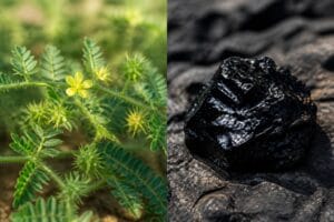 Découvrez les bienfaits du Tribulus et du Shilajit, deux suppléments naturels populaires. Comparez leurs effets, usages et choisissez celui qui convient le mieux à vos besoins.